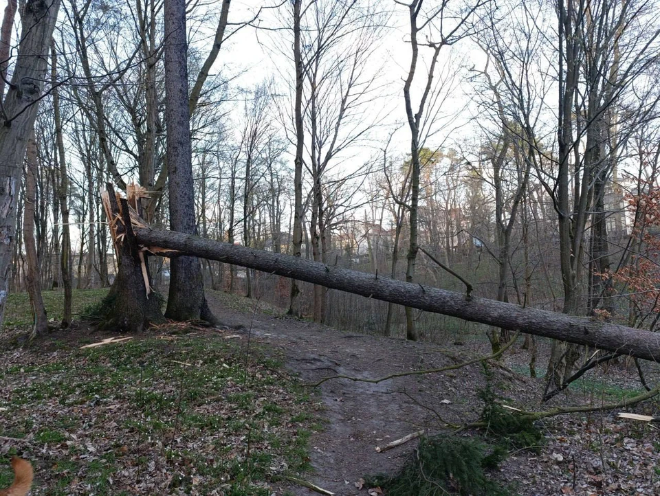 Фото: дирекция ландшафтных парков Калининграда.