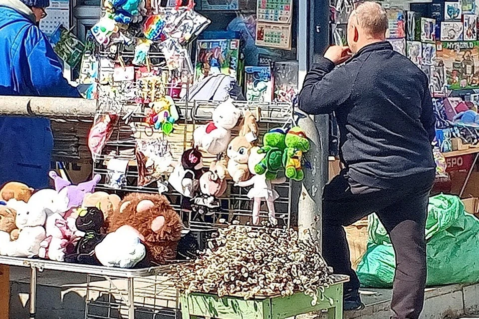 Верба уже в продаже