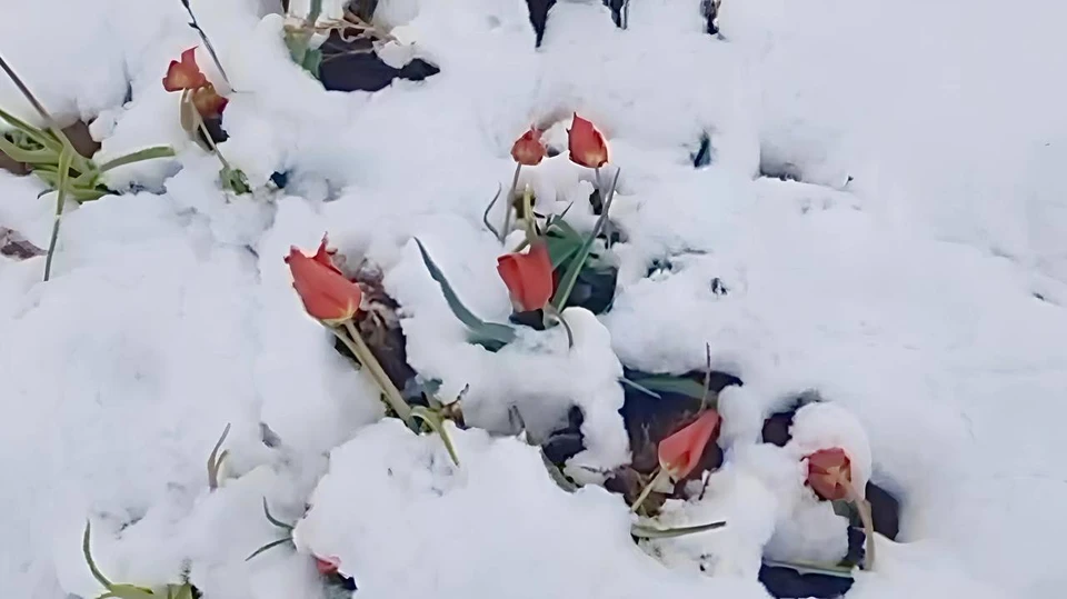 Алые тюльпаны пробиваются сквозь плотный слой снега