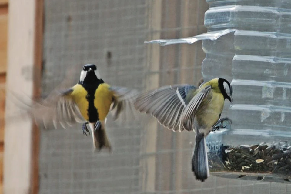 Большие синицы Parus major на кормушке. Московская обл., г. Королев 23 октября 2019 г. Фото А. Г. Резанов.