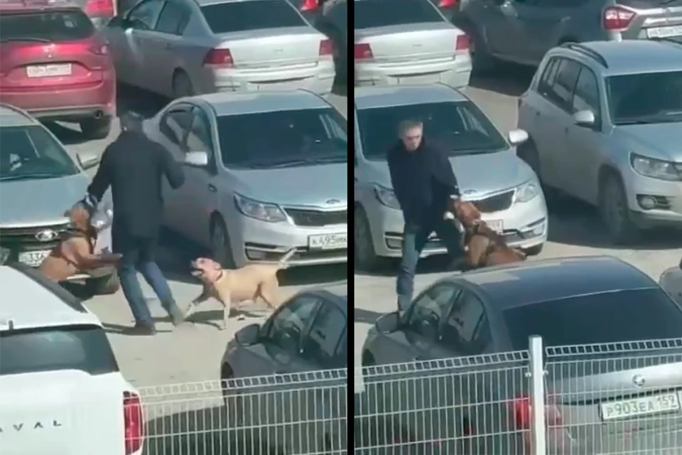 В Перми бойцовские собаки напали на сотрудника завода. Видео предоставлено падчерицей пострадавшего (скрин).