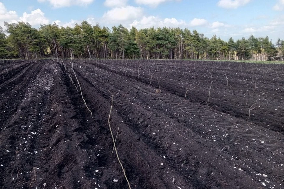 В районе Джинальского хребта посадили 3000 ясеней. Фото: минприроды СК
