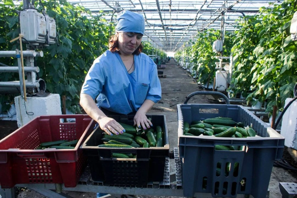 За последние 5 лет объем валовой сельхозпродукции увеличился на 30%.