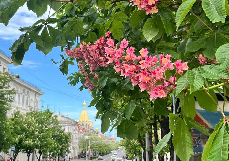 На ценовые колебания повлияла погода. Фото: архив «КП»