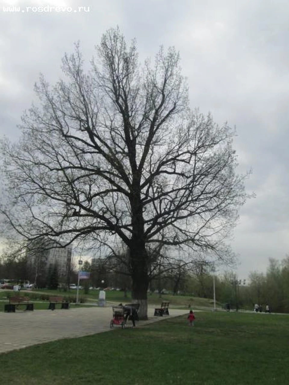 Фото: treeportal.ru