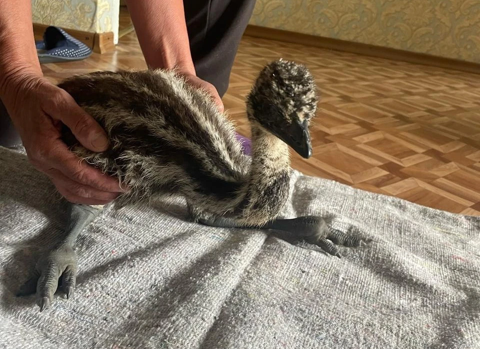 Под Ульяновском неизвестные выбросили на улицу умирать страусенка | ФОТО: группа в ВК Приют для лошадей и диких животных «Сармат»