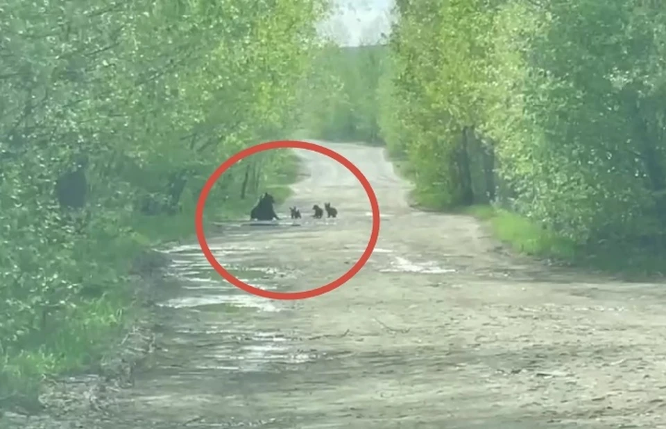 Взрослая самка с тремя медвежатами весело плескались в придорожной луже.