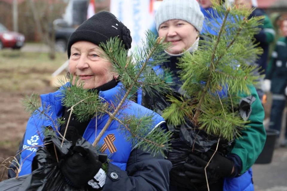 В годовщину 80-летия Победы у Валимского рубежа – знакового для города места –высадили 80 молодых сосен. Фото: пресс-служба ВФ АО «Апатит».