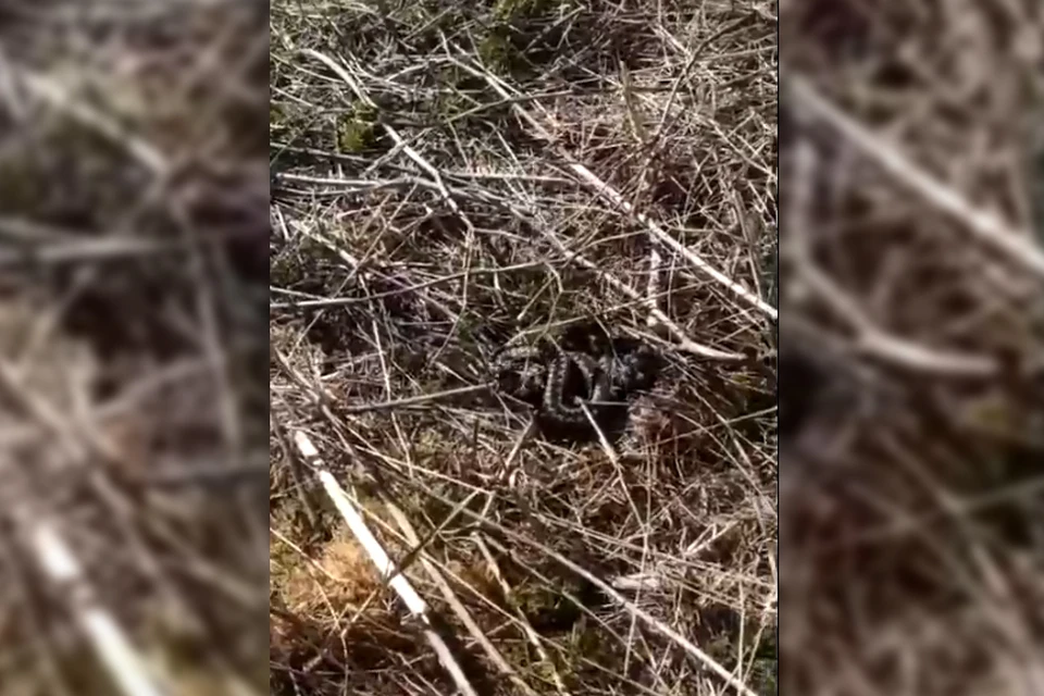 Змея хоть и ядовита, но не агрессивна: предпочтет скрыться, а не нападать. Фото: кадр из видео / ФГБУ Кандалакшский природный заповедник / vk.com/clubzapovedkand