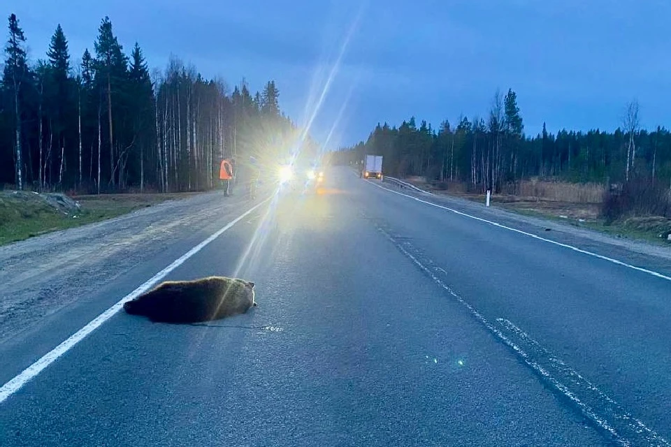 Медведя сбили на трассе в Карелии. Фото: полиция Медвежьегорска