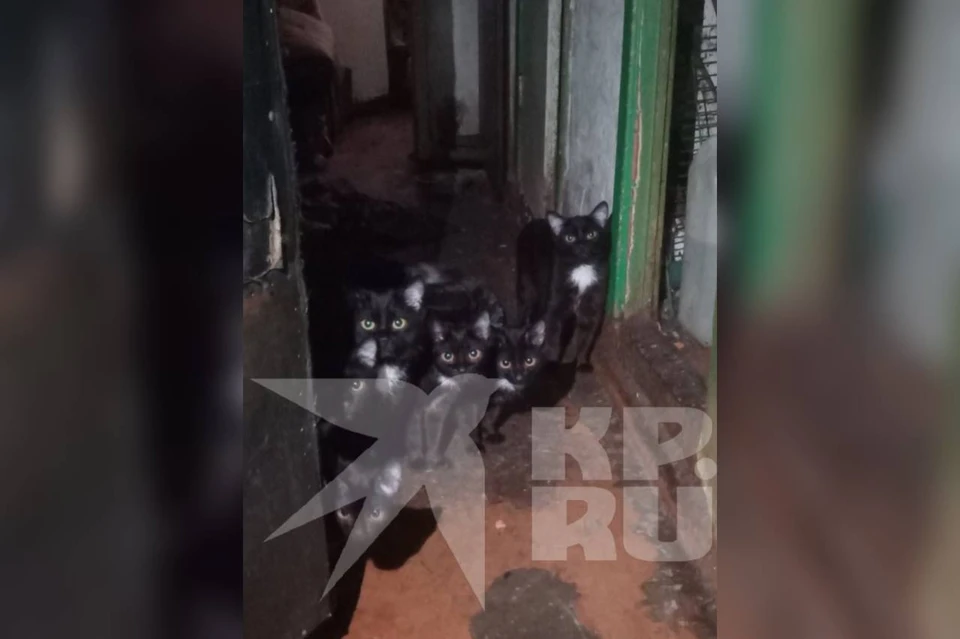 В Красноярске мужчина развел в квартире 40 кошек и не смог с ними справиться. Фото: предоставлено волонтерами