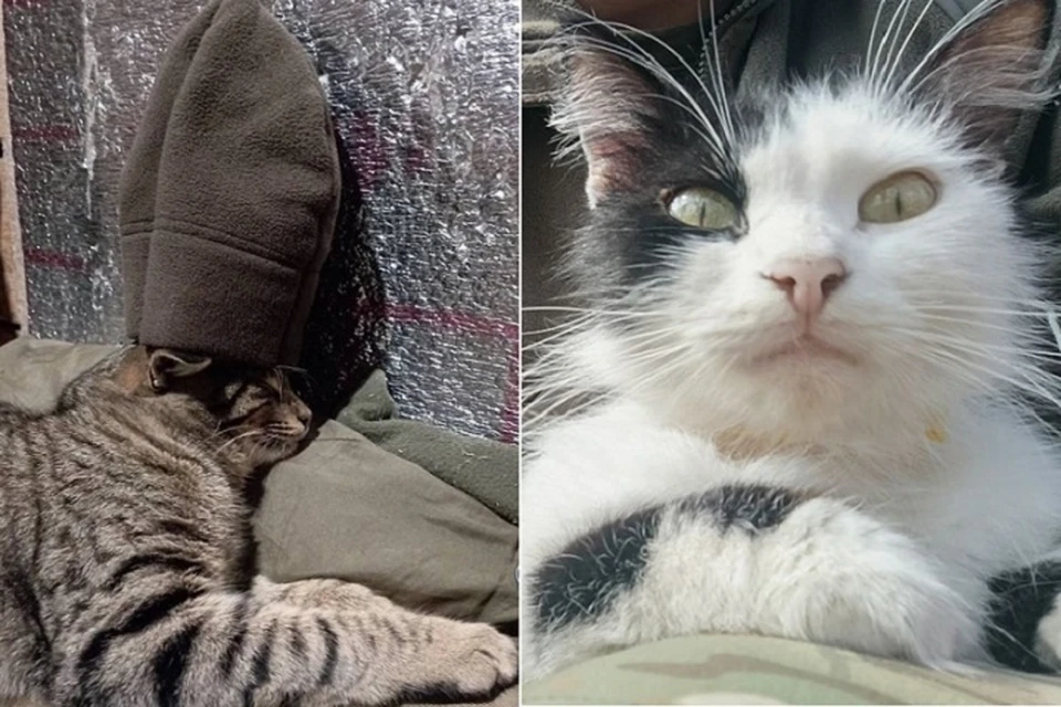Коты - настоящие помощники ребят на передовой. Фото: Валерия Петрусевич/Tg