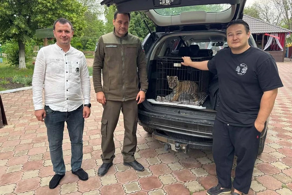 Теперь жизни и здоровью котенка ничего не угрожает. Фото: t.me/radionovasg