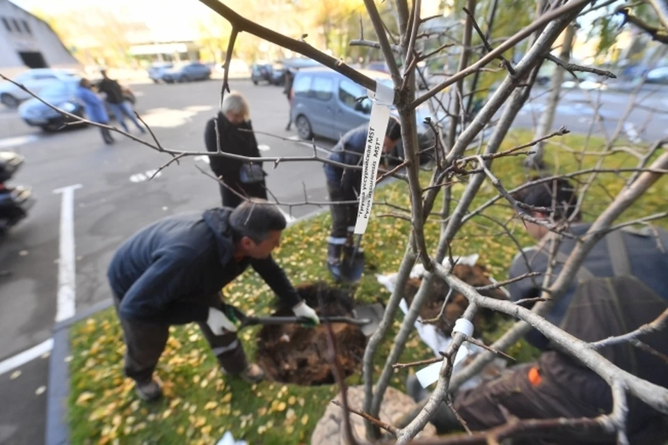 В Перми активно продолжается весеннее озеленение города