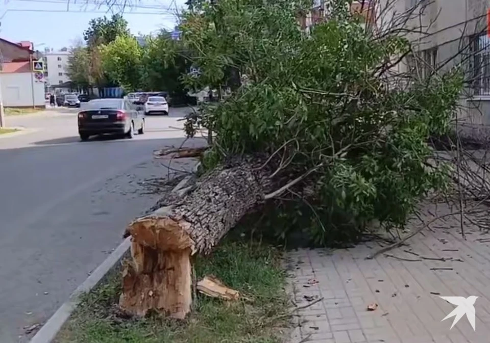 В центре Калуги произошло падение аварийного дерева.