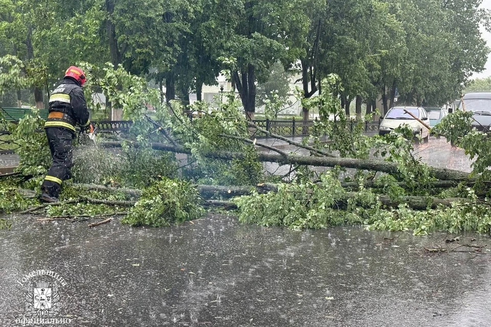 В Гомеле падали деревья во время сильной грозы 3 июня. Фото: Гомельский облисполком.
