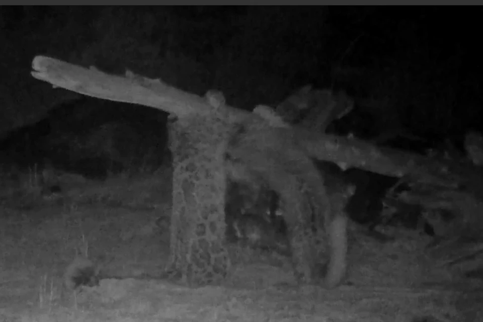 Фото: стоп-кадр видео телеграм-канала sayanzapoved