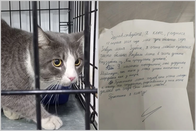 «Простите, я плачу»: кота выбросили из дома с жалостной запиской, написанной детской рукой