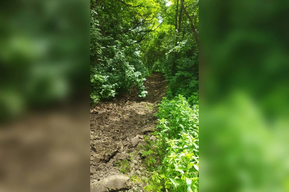 Работы по противопожарному обустройству лесов завершили на Ставрополье. Фото: минприроды Ставрополья