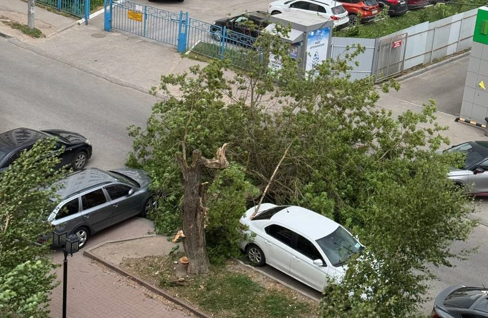 В жилых районах Калуги повалило несколько деревьев.