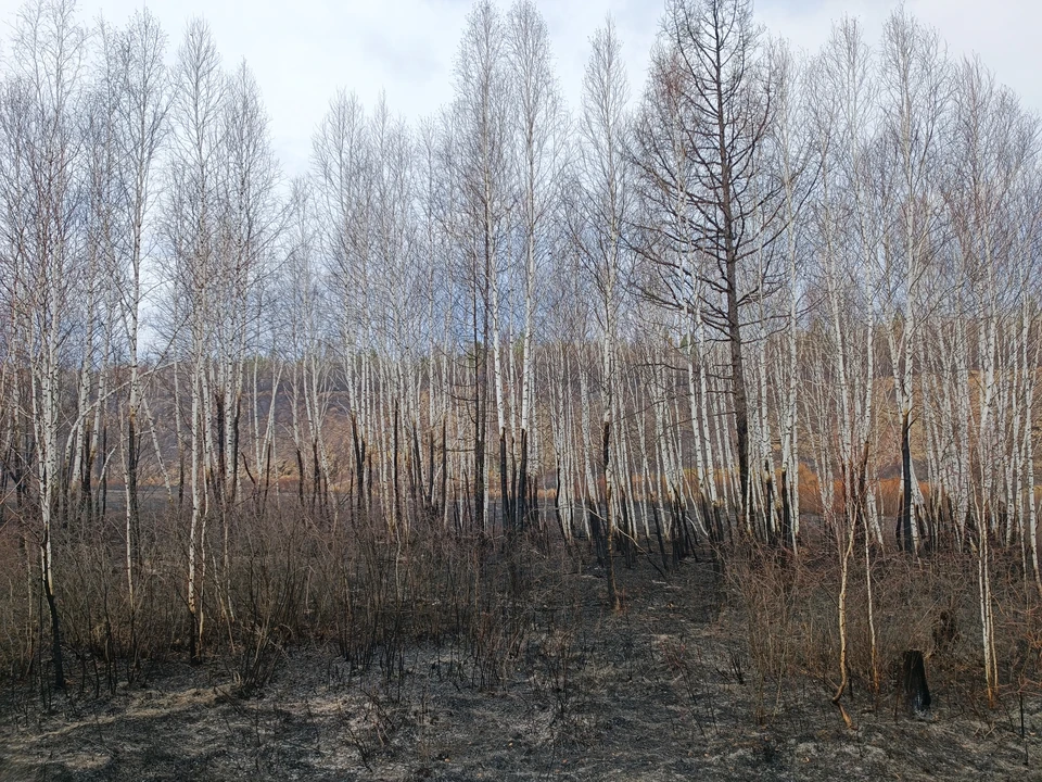 Пятый класс пожароопасности ожидается в лесах Нижегородской области с 9 июня.