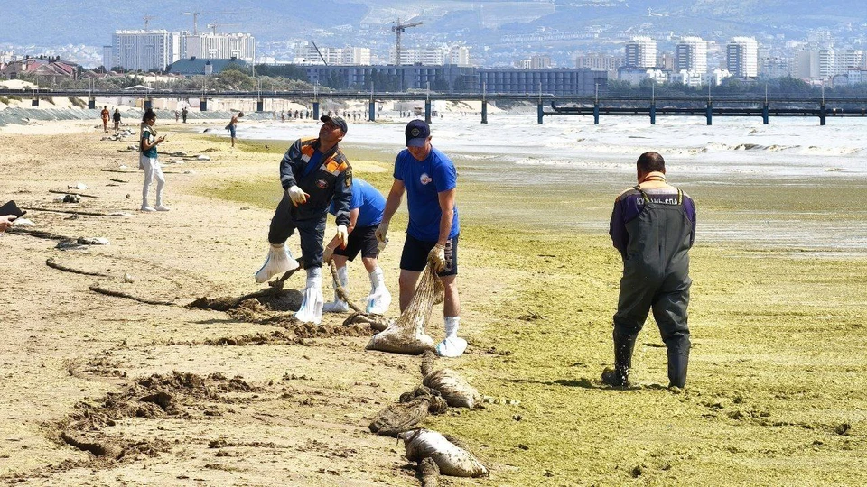 Камка - зеленые водоросли. Фото: Андрей Маковозов