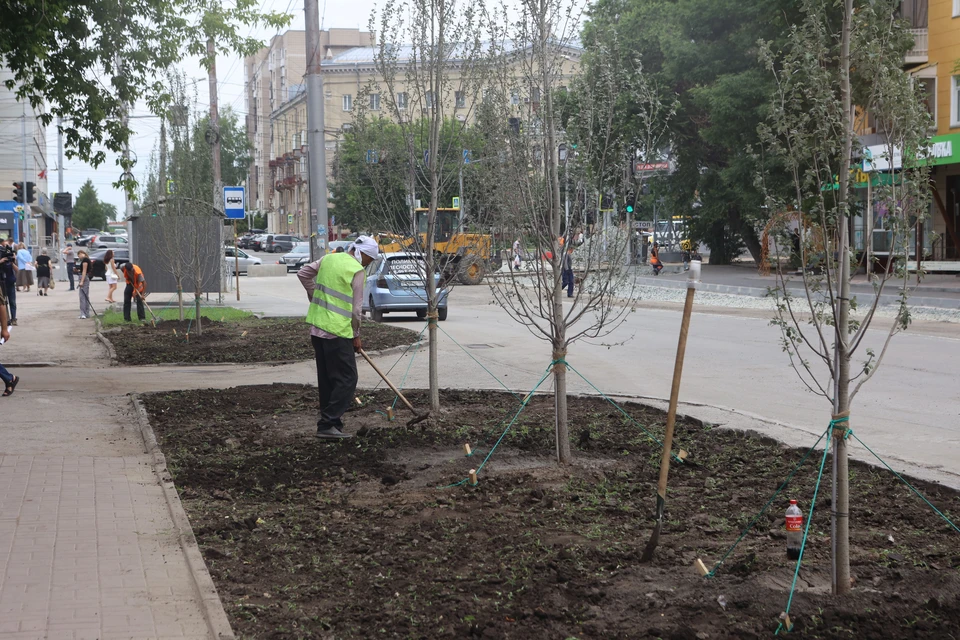 На улице Красина высадили яблоки, лиственницы и пирамидальные тополя. Фото: пресс-центр мэрии
