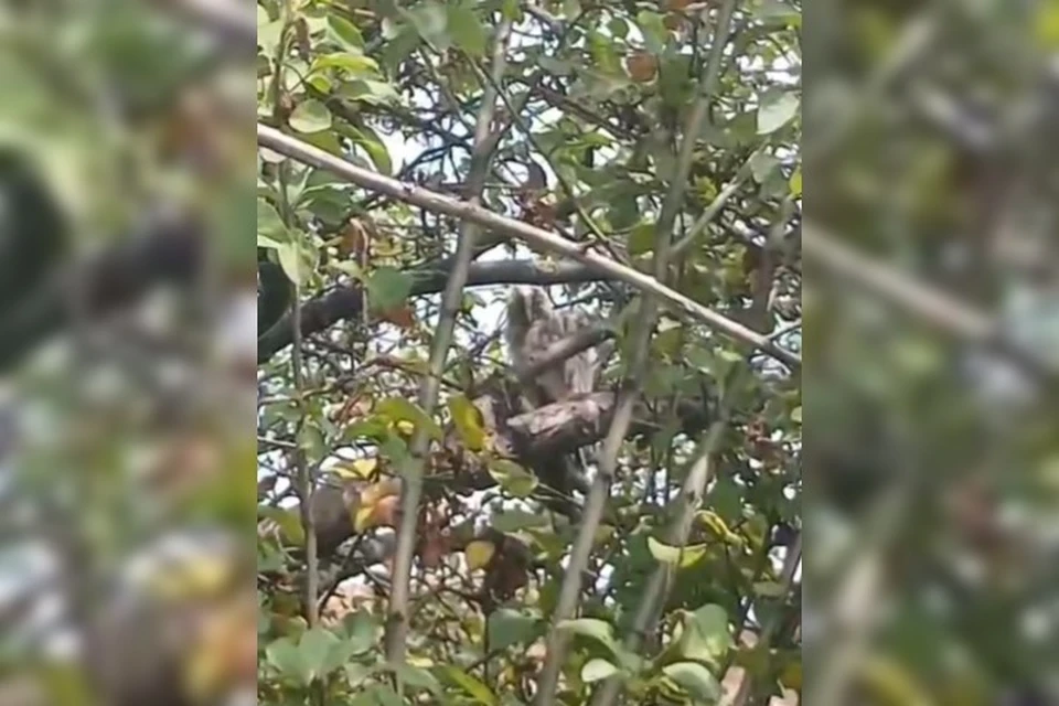 Маленькие совята еще не умеют летать, на помощь им пришли люди
