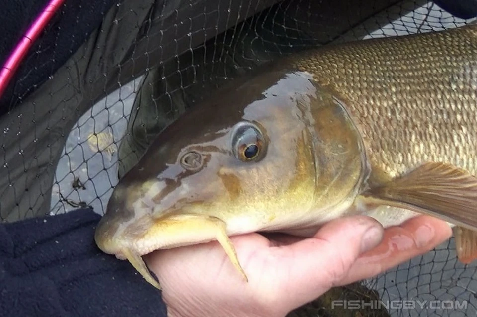 Белорусам назвали днепровскую рыбу, которую нужно всегда отпускать. Фото: fishingby.com.