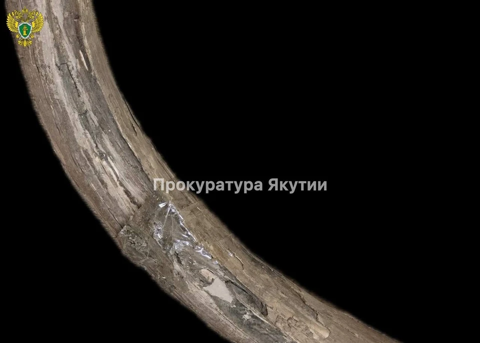 Фрагменты бивней мамонта нашли на берегу реки в Якутии Фото: прокуратура Якутии