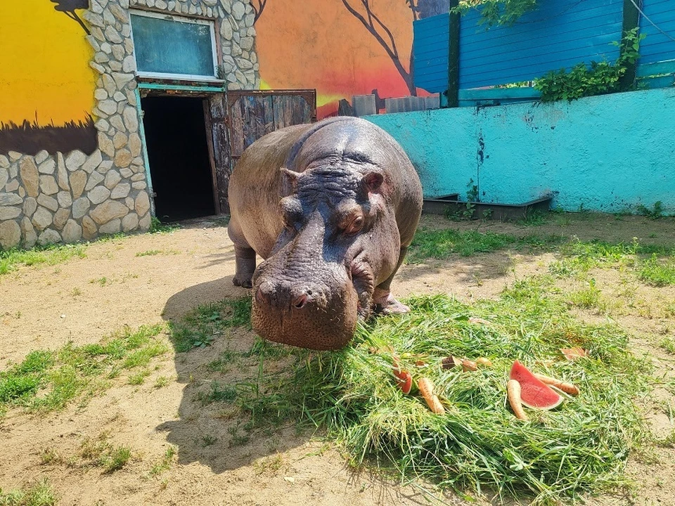 Фото: официальная страница зоопарка в соцсети «Вконтакте» vk.com/bol_zoo