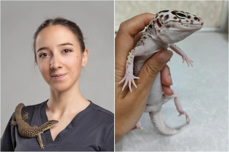 Чуть не погибла из-за аппетита: Ветеринар из Ростова спасла редкую ящерицу, которая объелась корой