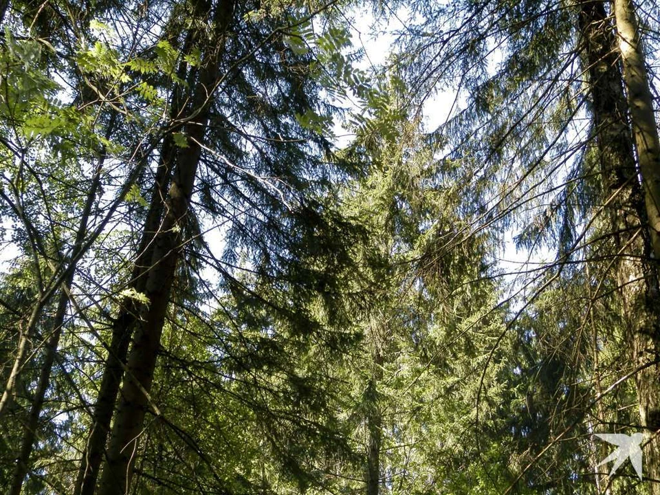 Калужские лесничества ждет масштабная проверка состояния деревьев.