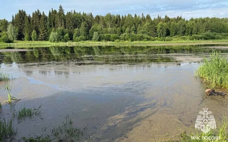 Утонули в пруду. Фото: МЧС России