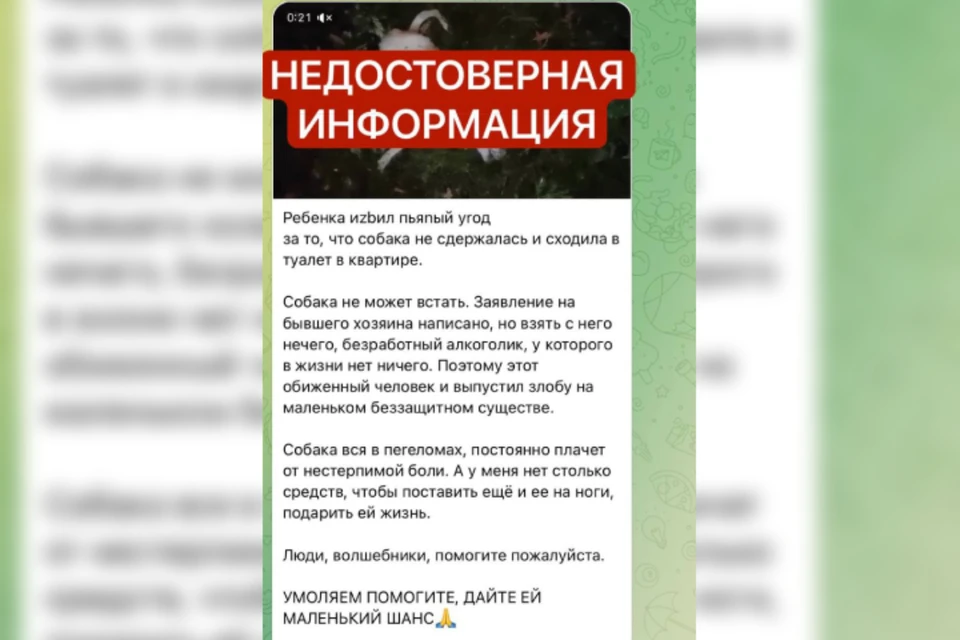 В Иркутской области полиция предупредила о фейковом сборе средств для животного.