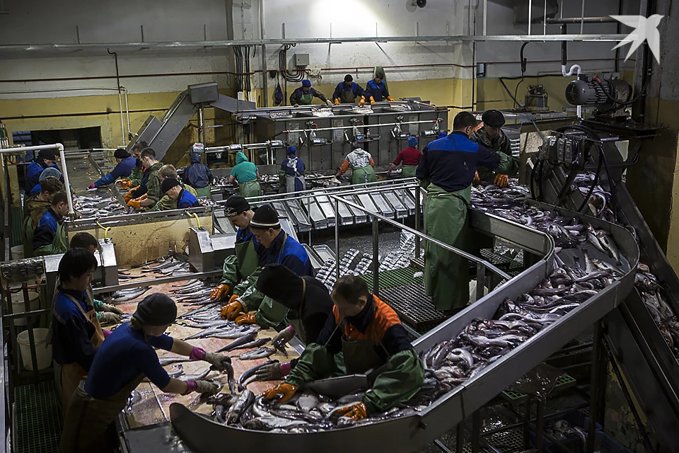 Продукция, произведенная как на берегу, так и на судах в море, поставляется в страны Европы, Азии, Африки и Южной Америки.