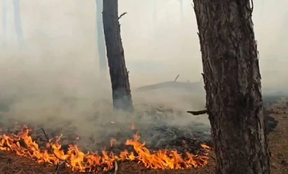 К тушению пожара привлекли авиацию. Фото: кадр из видео МЧС России/Tg