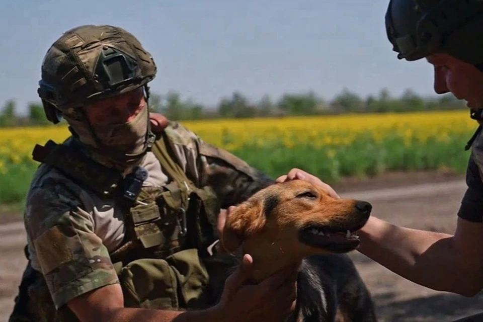 Собака Люся стала незаменимой в борьбе с дронами ВСУ. Фото: Народный фронт Запорожской области