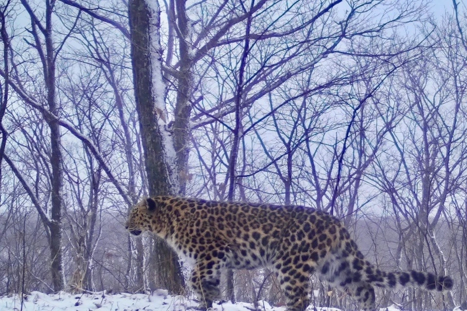 Фото: предоставлено пресс-службой “Земли леопарда”.
