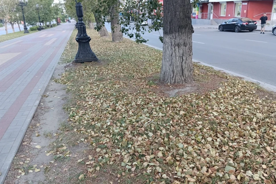 Особенно заметен листопад на центральной аллее проспекта Ленина