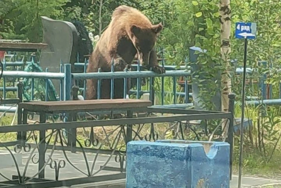 Фото: тг-канал подслушано Лангепас