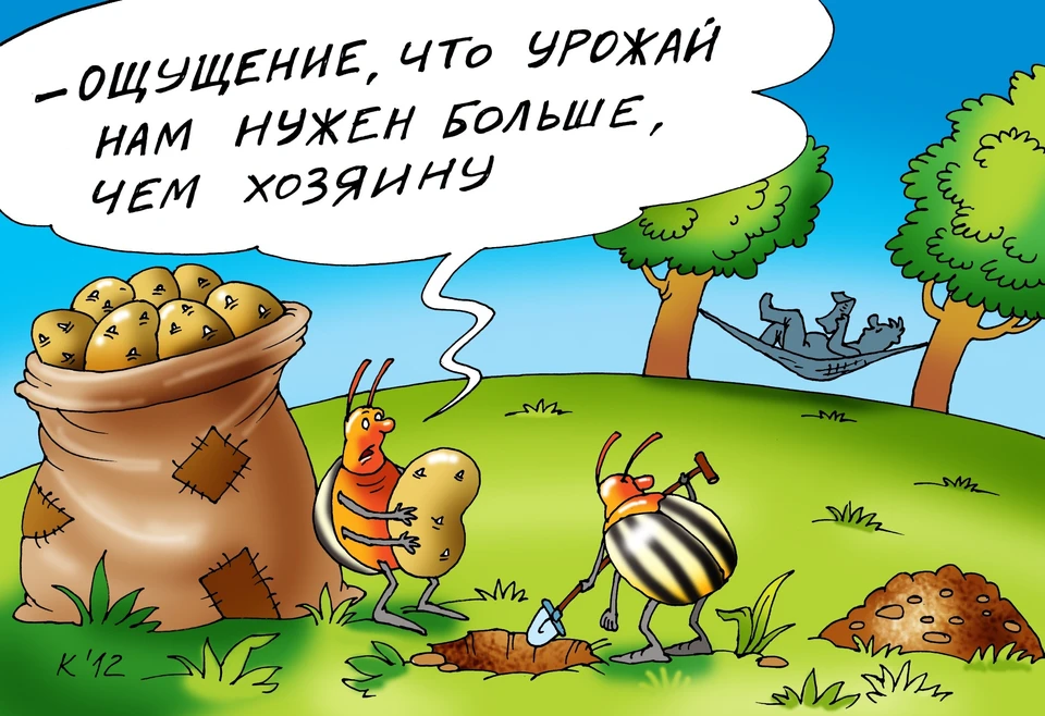 Поля Тюменской области атаковала хлебная пьявица