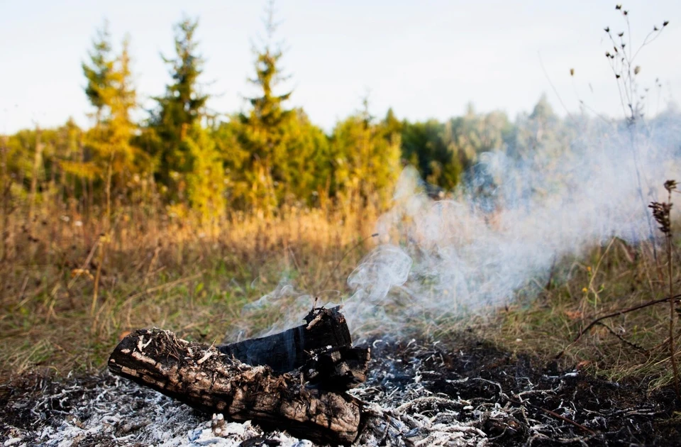 В Верхнекамском округе также установлен запрет на посещение лесов. Фото: freepik.com