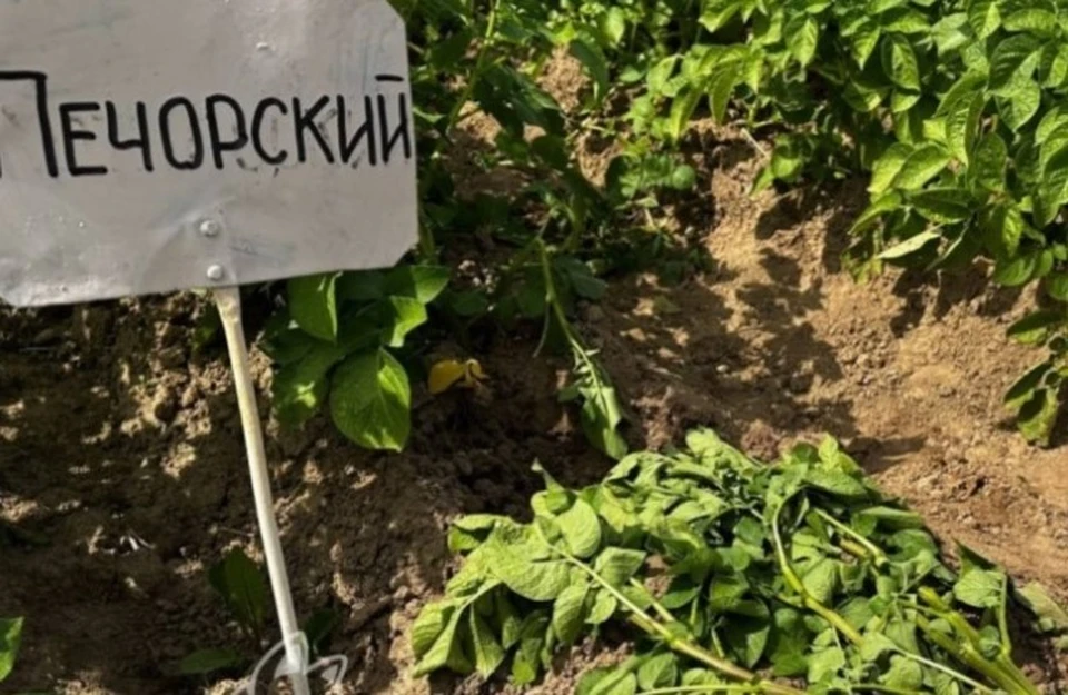 В Коми новый сорт картофеля получил патент