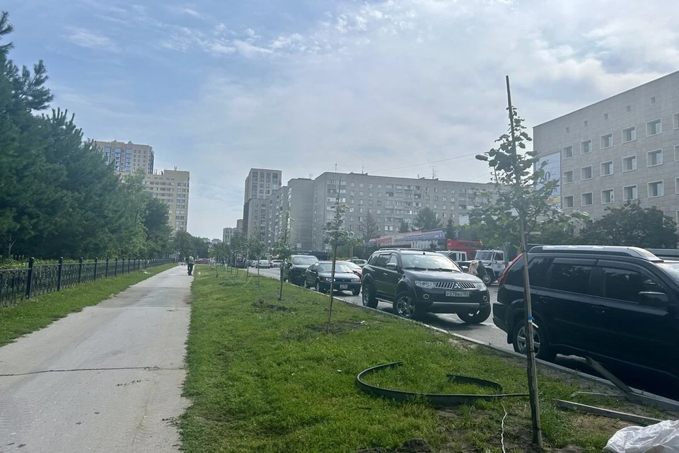 Центральные улицы Новосибирска украшают новыми деревьями. Фото: пресс-служба мэрии Новосибирска