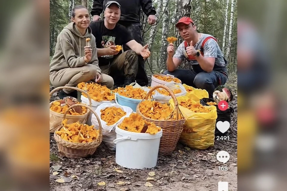 Белорусы похвастались в TikTok полными корзинами, ведрами и пакетами лисичек. Фото: скриншот с видео TikTik @gribnievoiskabelarus