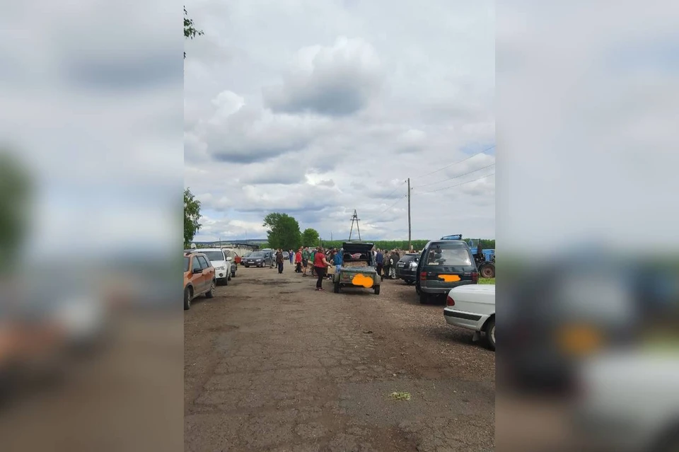 Жители Рыбинского муниципального округа устроили переполох из-за бесплатных кур. Фото: Ольга Миллер