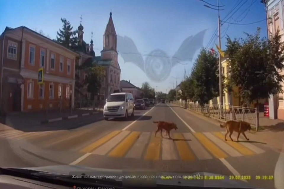 Дисциплинированные пешеходы удивили водителей. Фото: телеграм-канал Жесть Ярославль