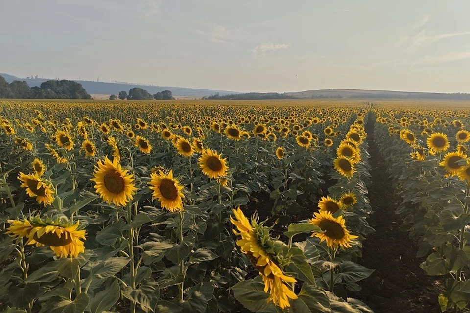 В ДНР болезни и вредители не угрожают подсолнечнику и кукурузе. Фото: Филиал «Донецкий» Россельхозцентра