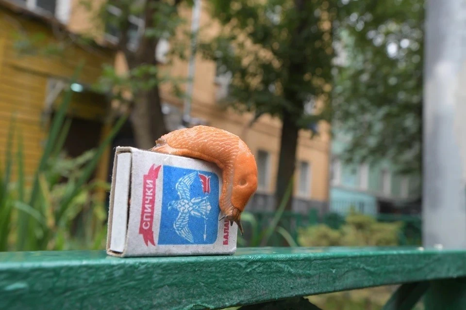 Испанские слизни могут достигать 15 сантиметров